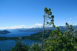 Bariloche lake view tree