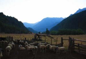 sheep farm mountain view Futaleufu