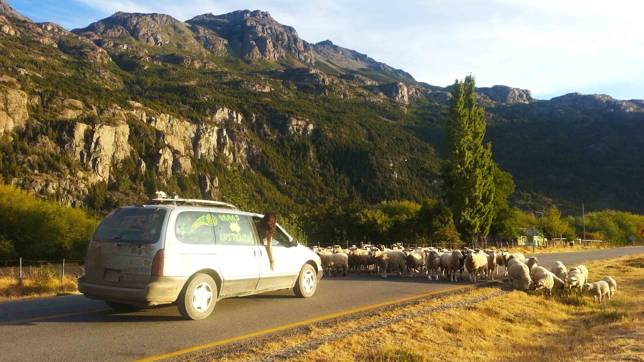 sheep blocking road Carretera