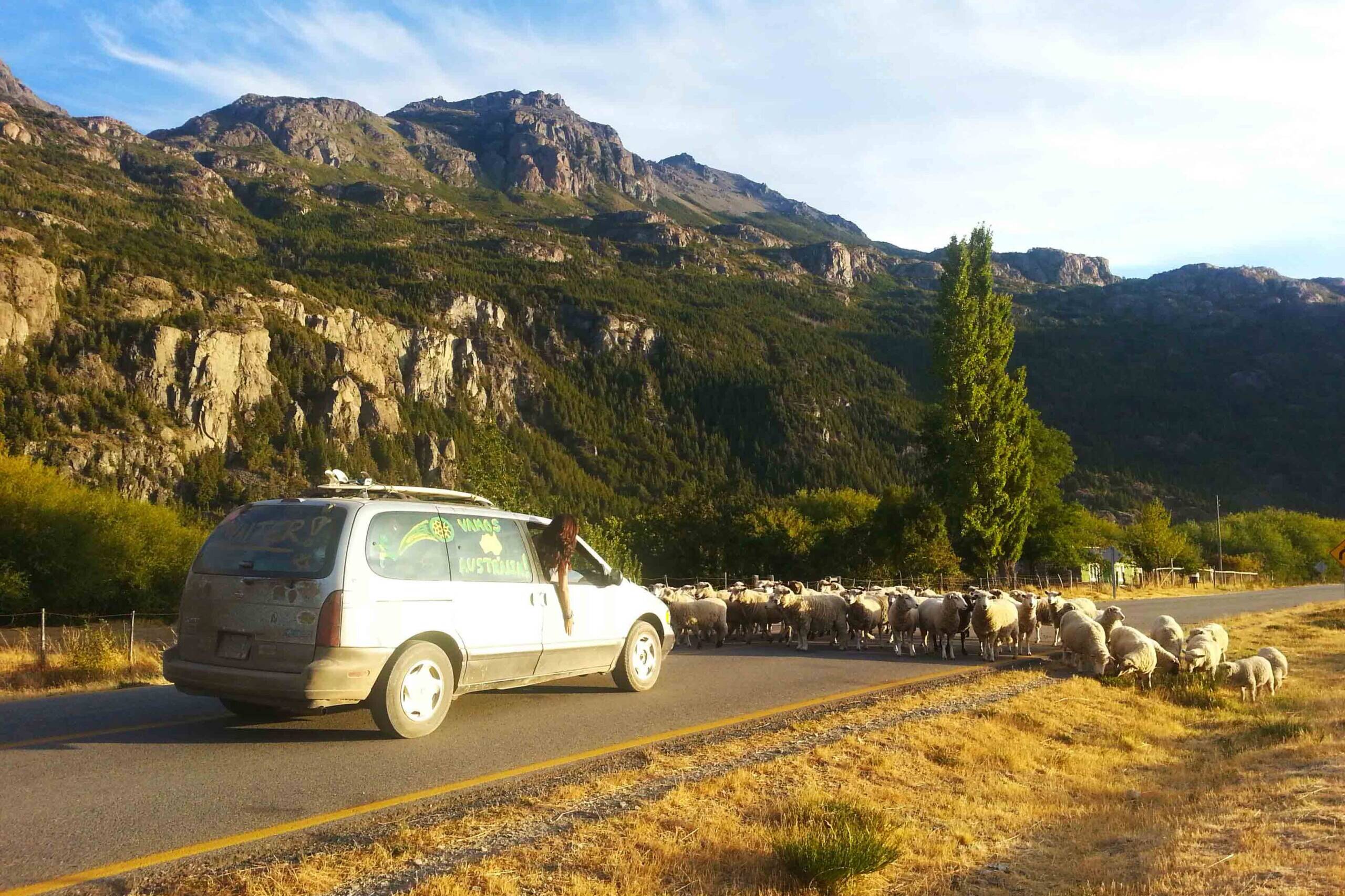 sheep blocking road Carretera