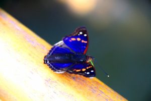 blue butterfly iguazu falls