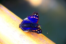 blue butterfly iguazu falls