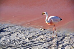 flamingo lake colorado uyuni tour