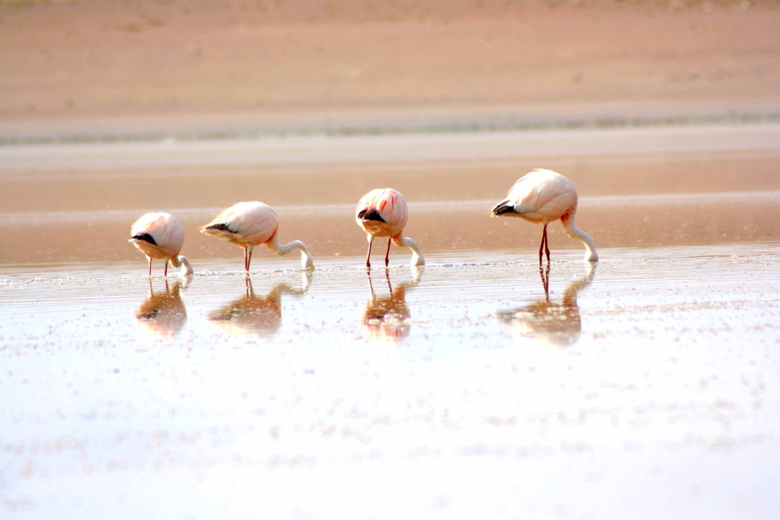 Flamingos in Bolivia