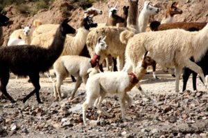 herd of llamas uyuni tour
