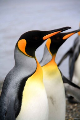 king pinguins tierra del fuego national park