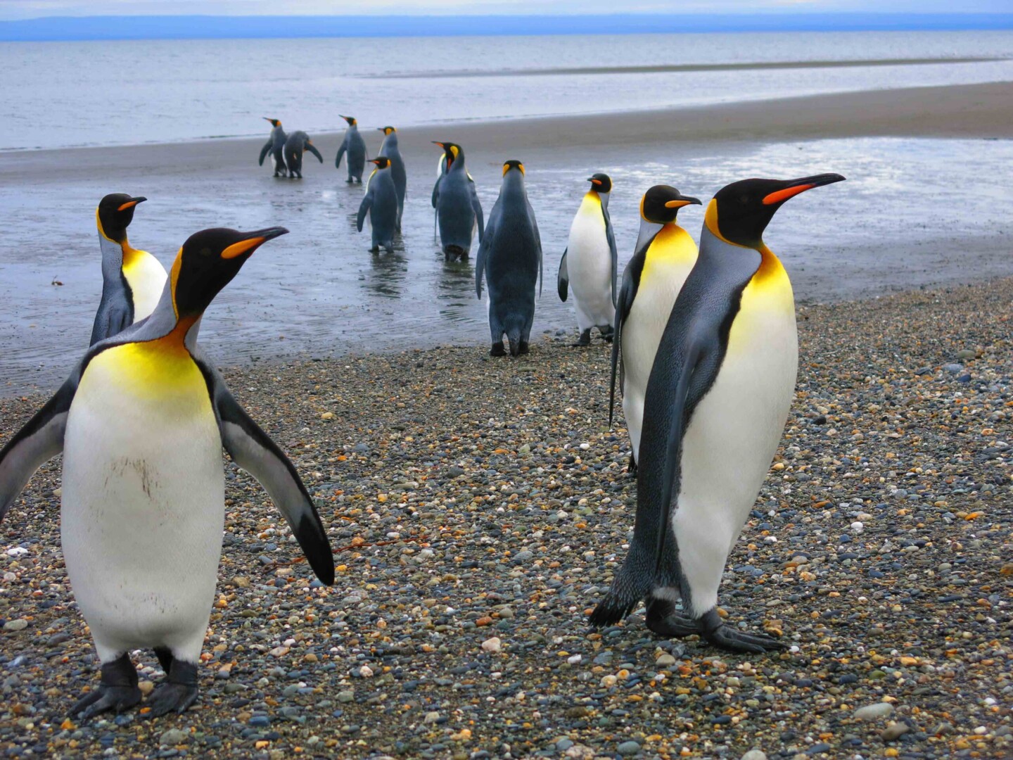 king pinguins tierra del fuego national park