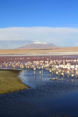 flamingos lake colorado uyuni