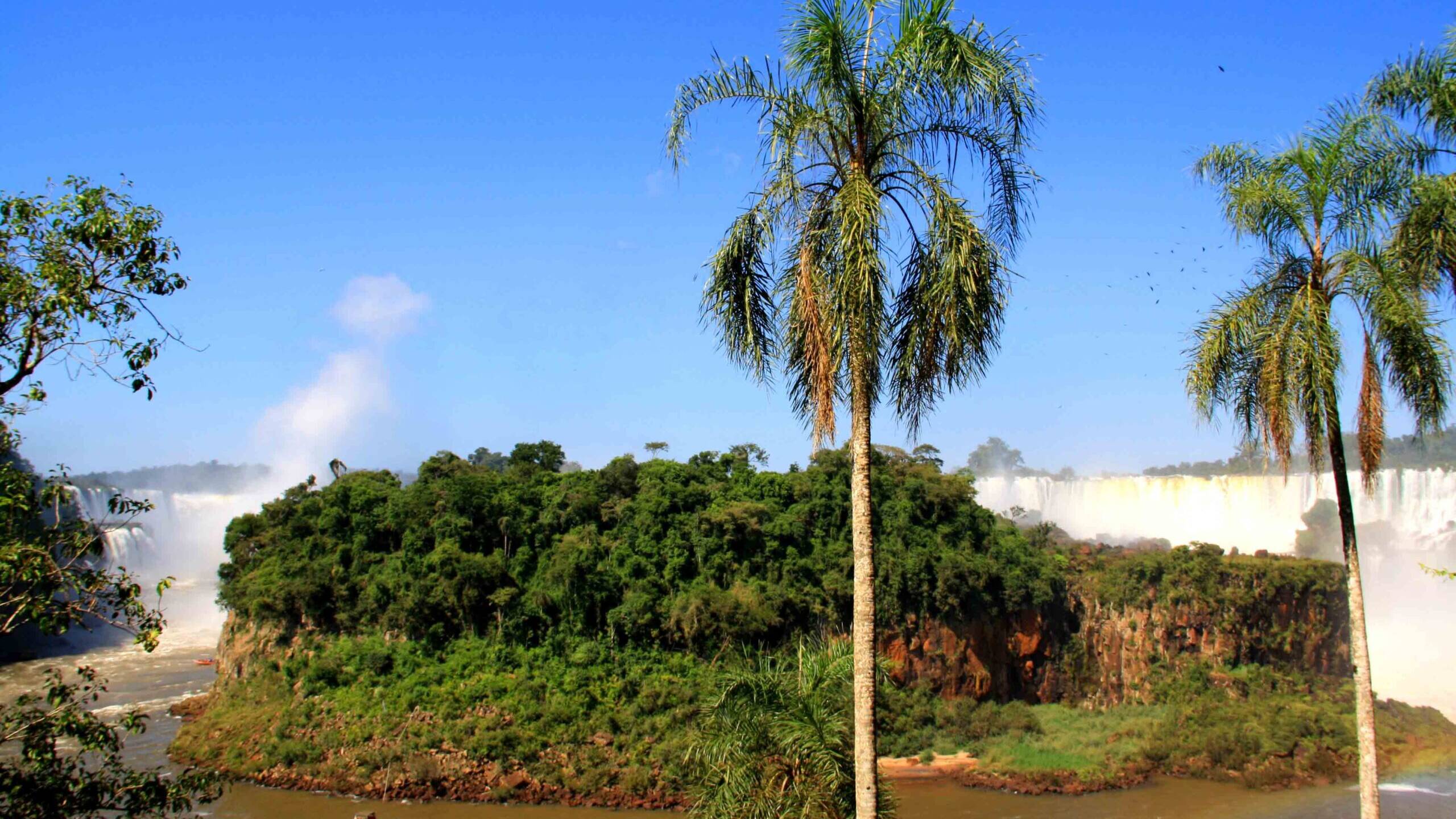 palmtrees iguazu falls view