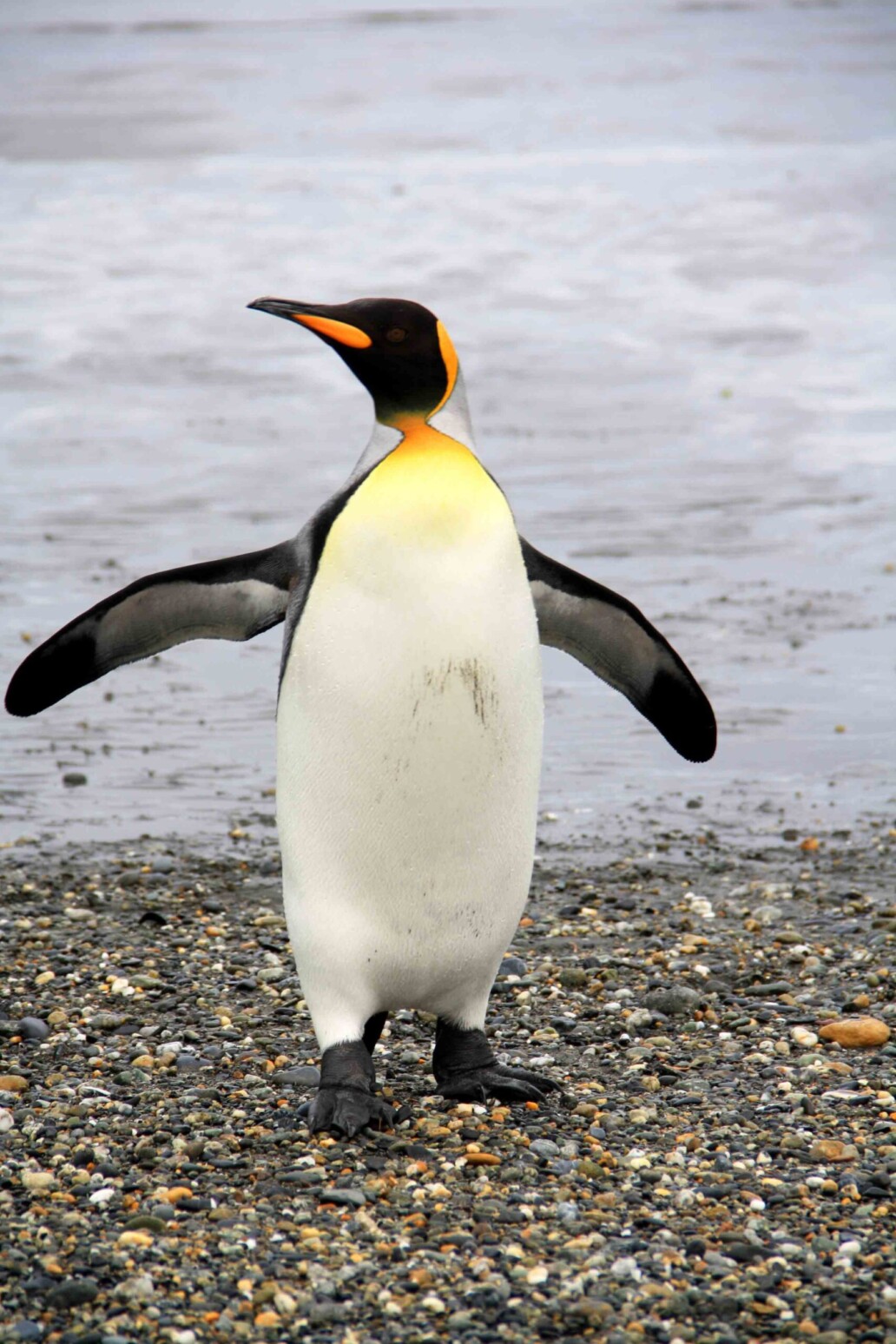 pinguin tierra del fuego national park