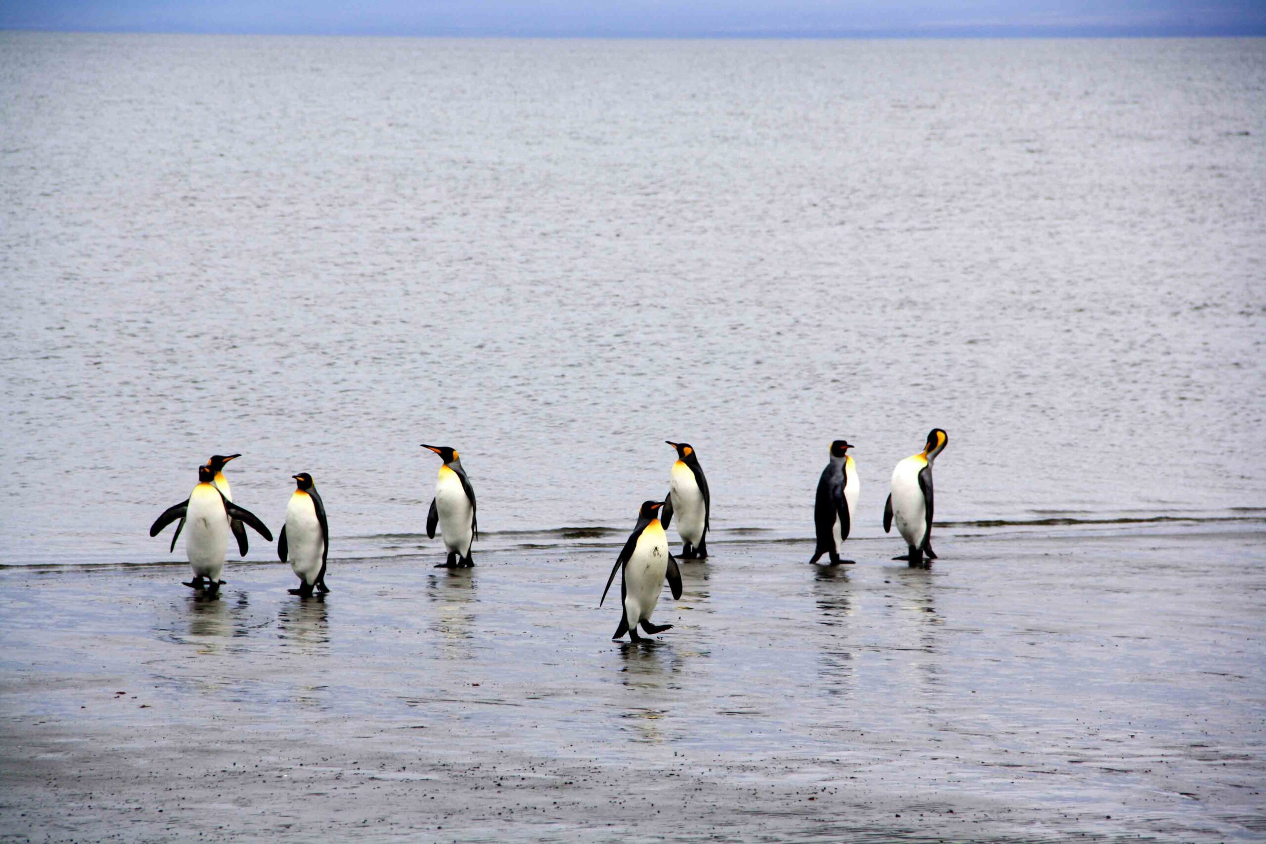 Pinguins on the beach of Porvenir Argentina