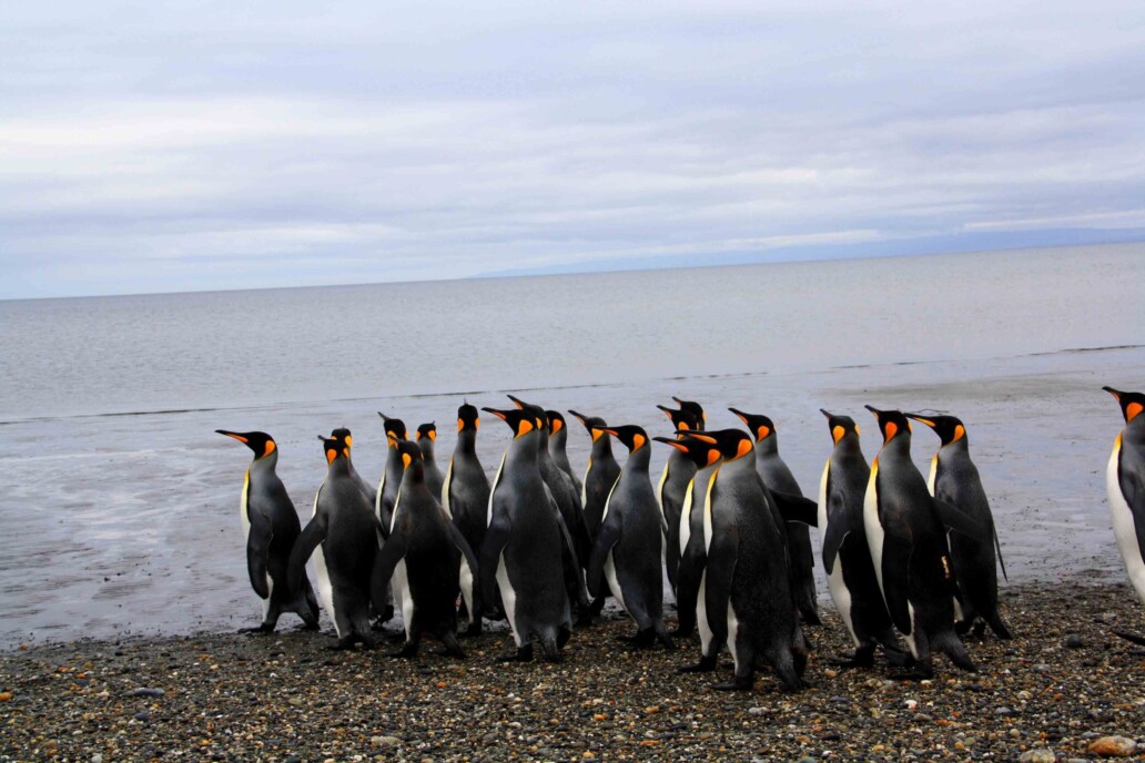 pinguins tierra del fuego national park