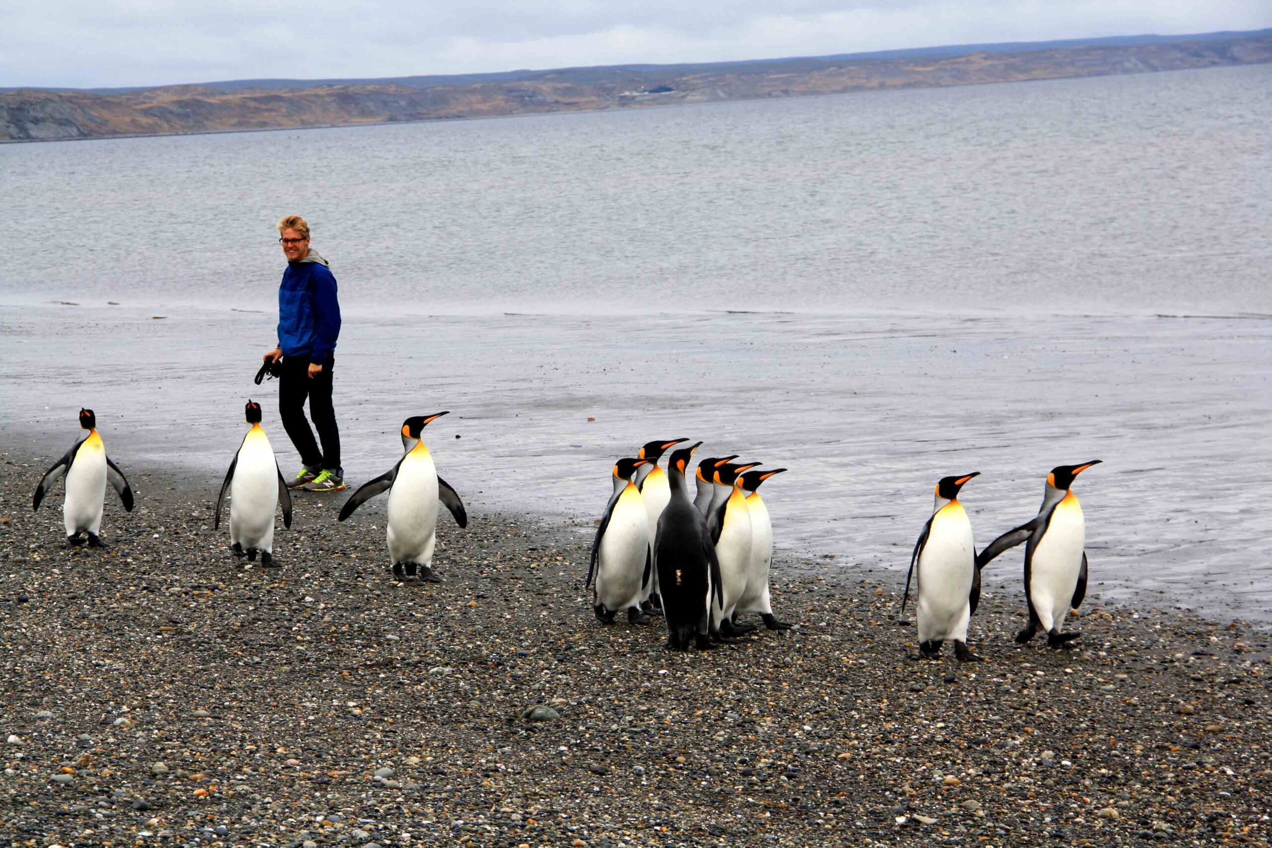 pinguins tierra del fuego national park