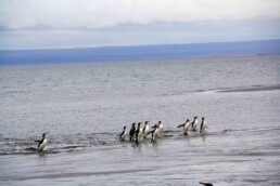 Swimming pinguïns in Porvenir Argentina