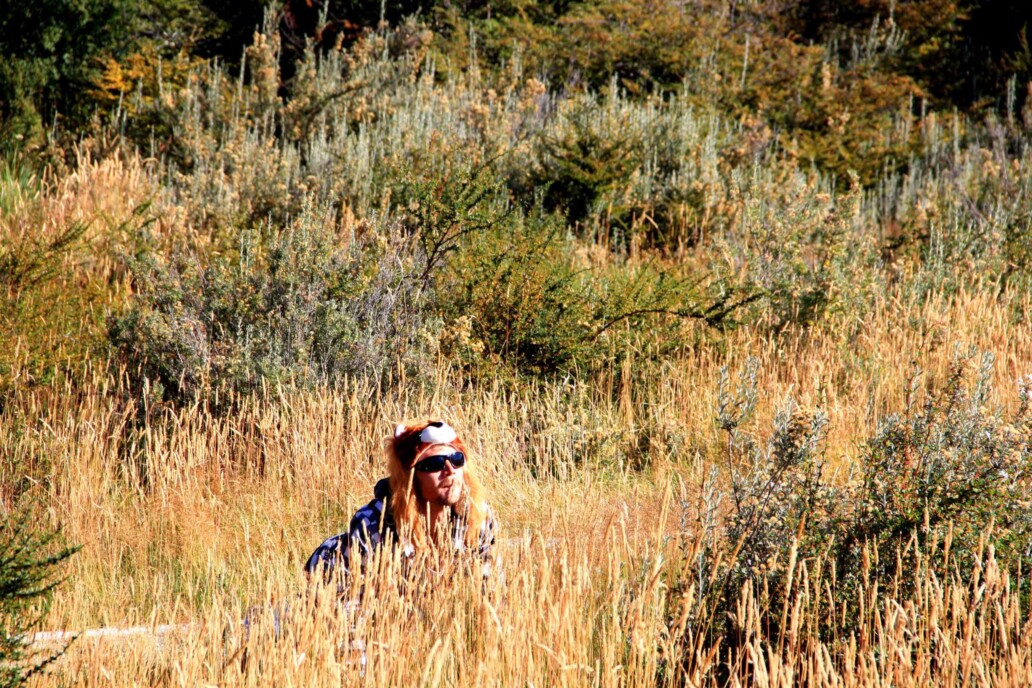 tierra del fuego high grass lion