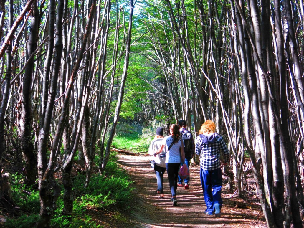 tierra del fuego forest Argentina