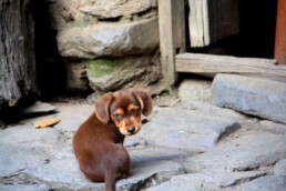 puppy dog inca jungle trail