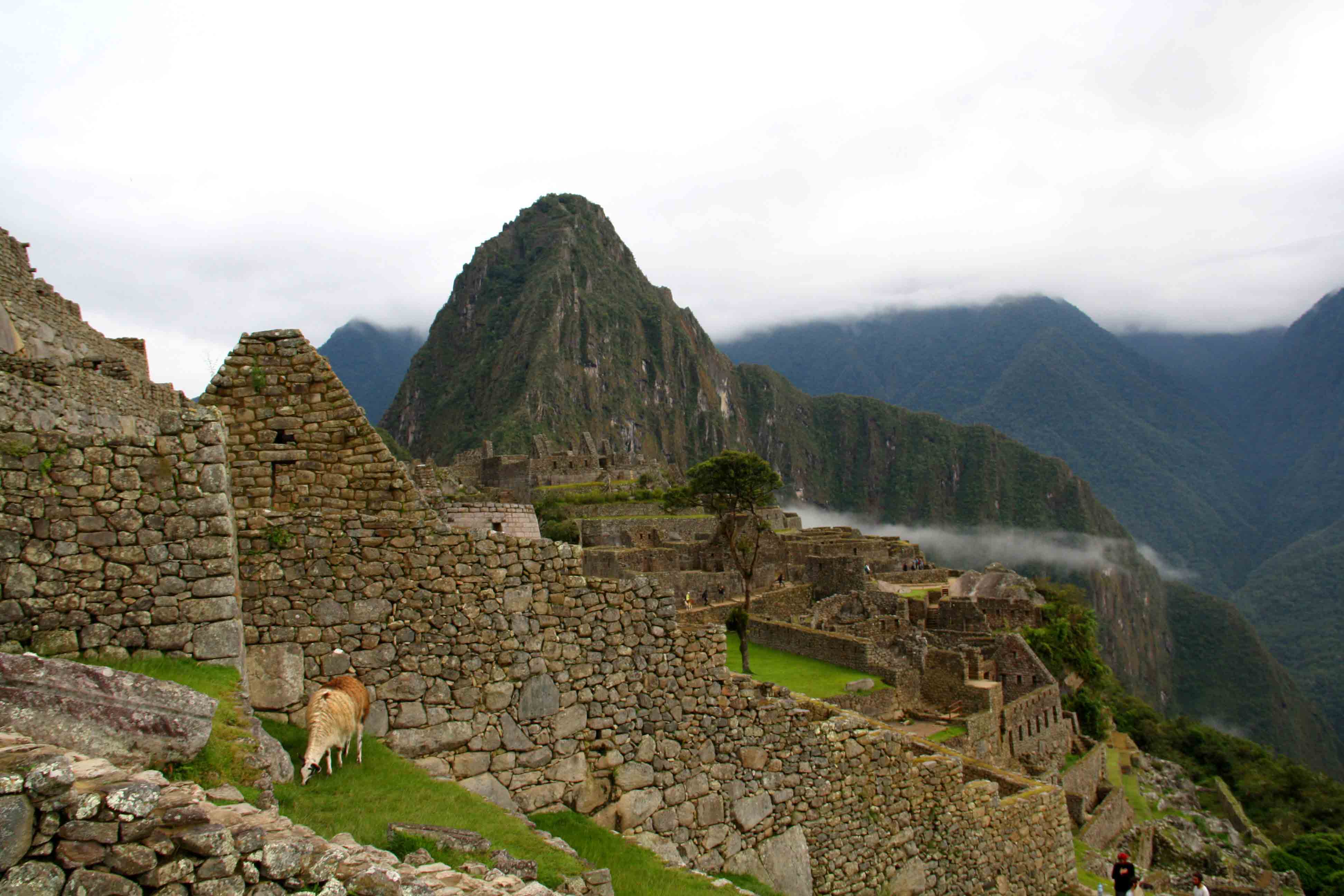 Machu Picchu Lama Peru - Mokum Surf Club