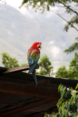 parrot inca jungle trail