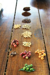 coffee bean process on the coffee farm