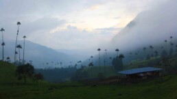 Misty Valle del Cocora in Salento Colombia