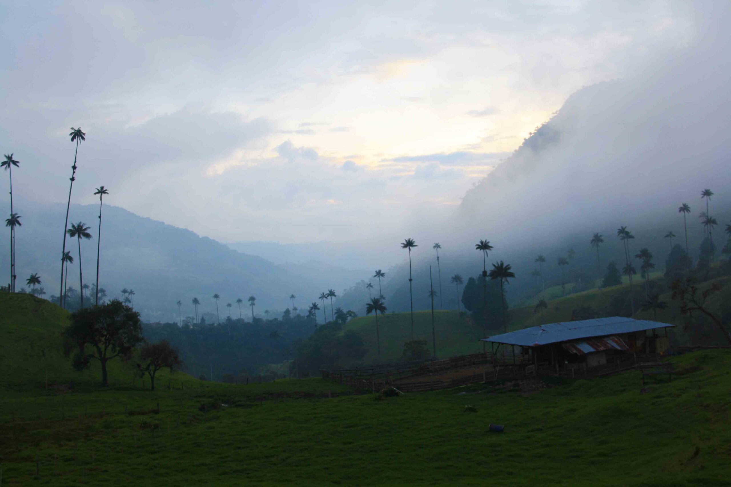 Misty Valle del Cocora in Salento Colombia