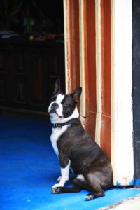 french bulldog posing in salento