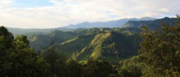 salento hills coffee region
