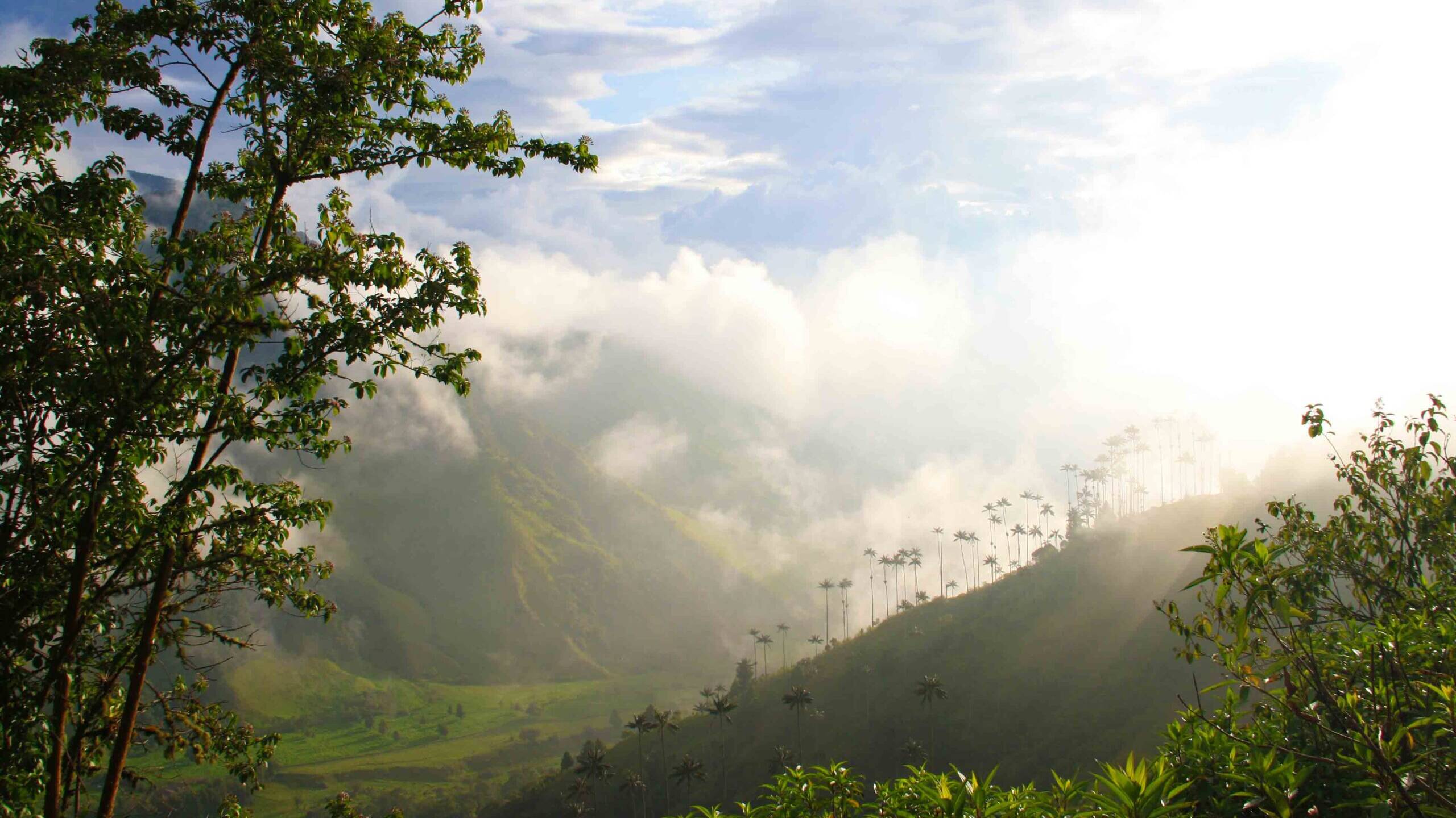 valle del cocora view in Salento Colombia