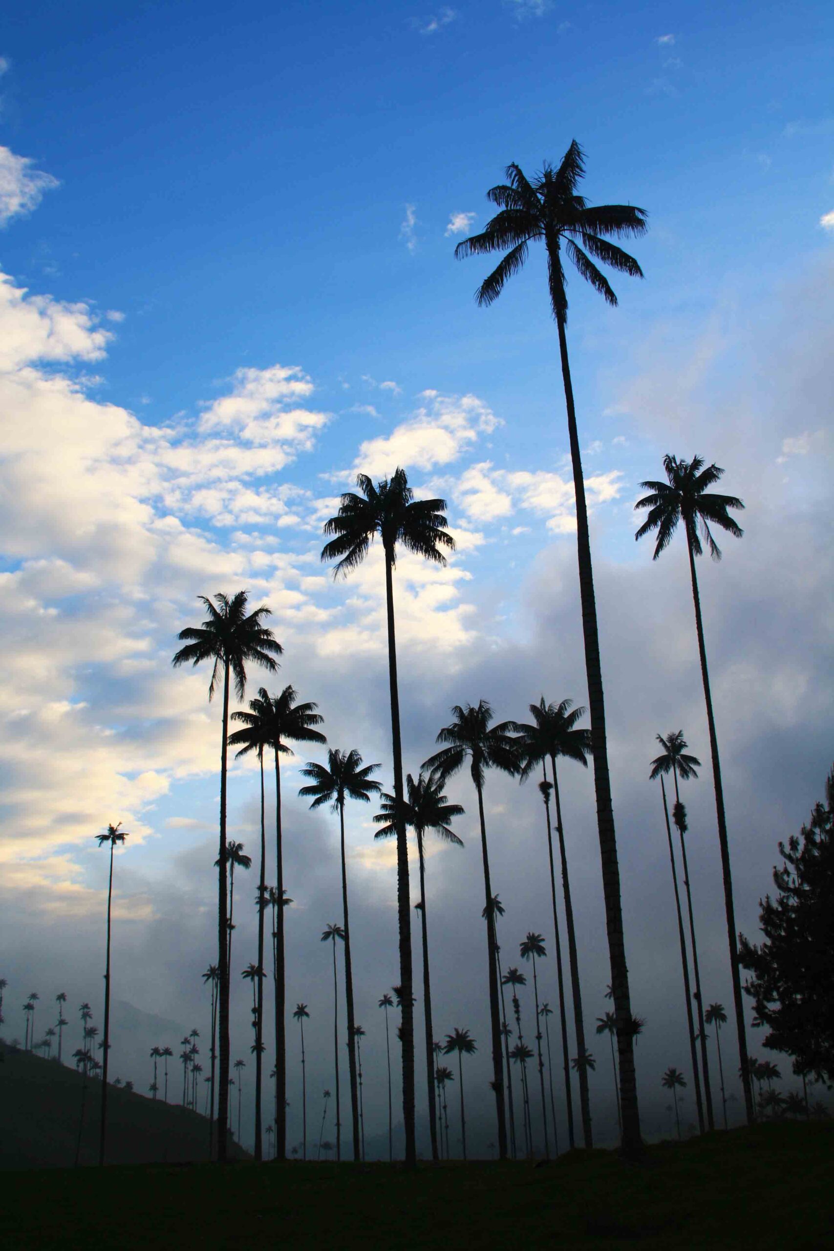 wax palms in the valle del cocora