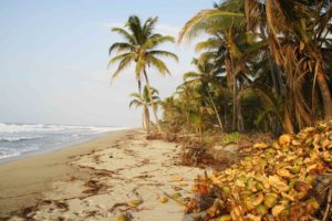 coconut farm costeno beach