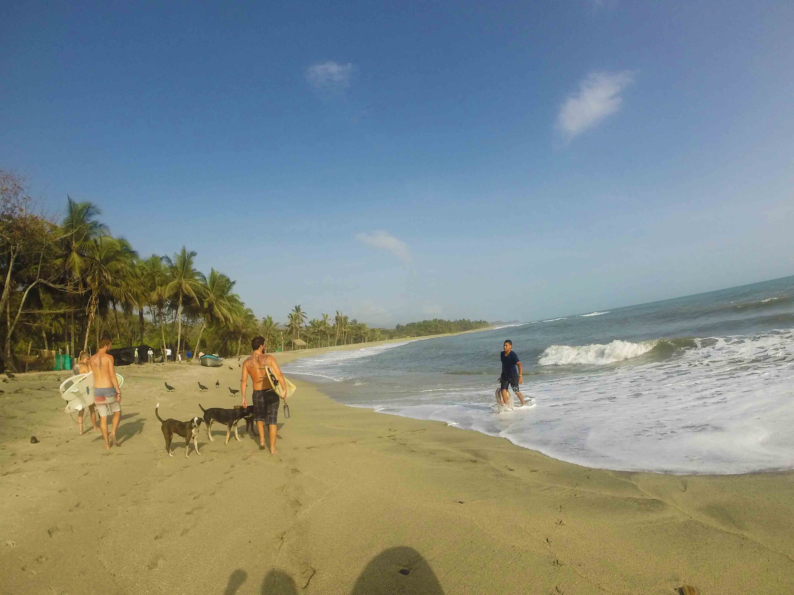 dogs surfing costeno beach