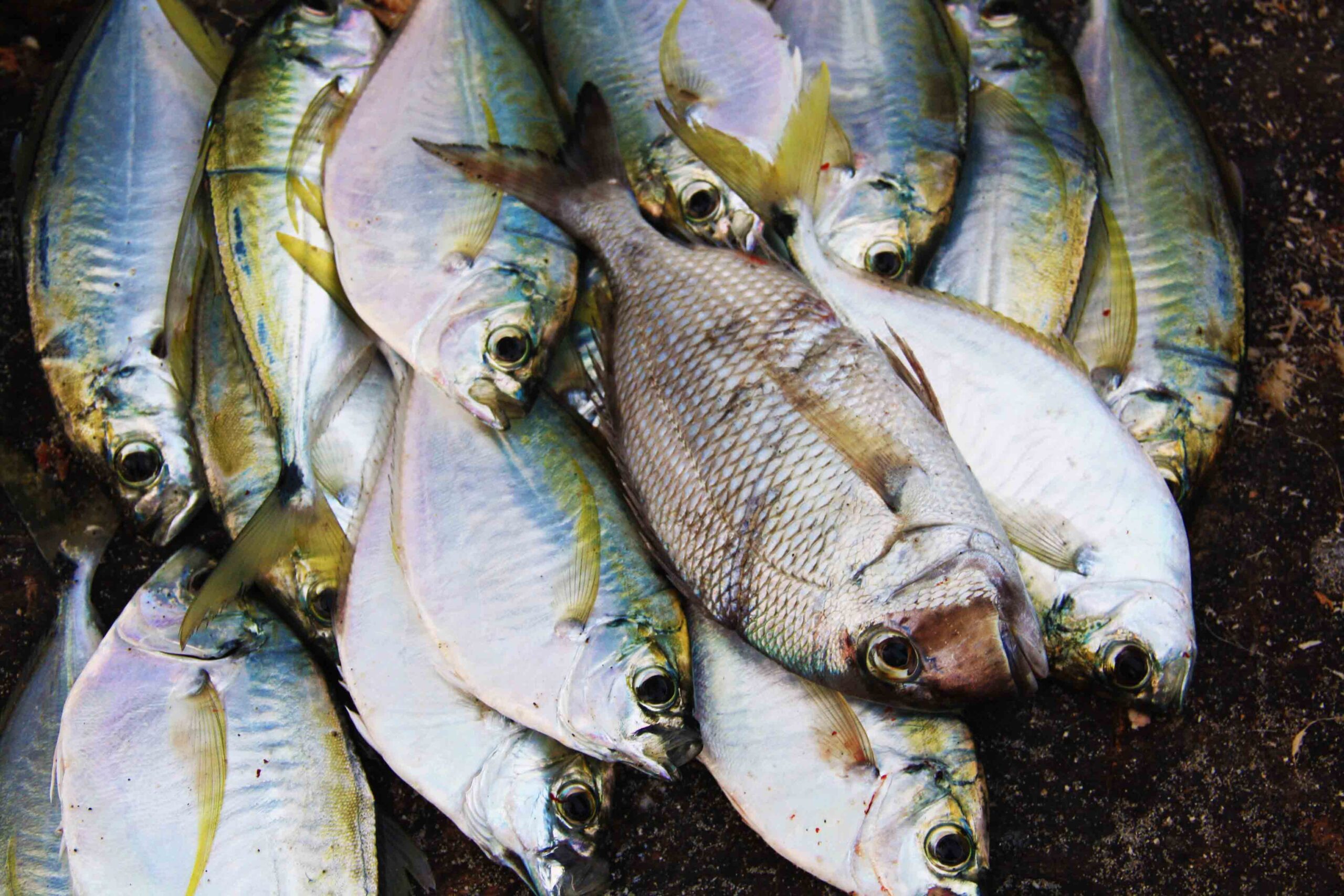 fresh fish on the Caribbean Coast of Colombia