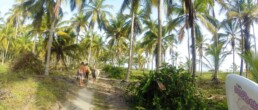 coconut farm at costeno beach