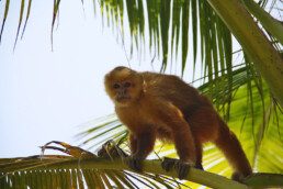monkey tree palomino