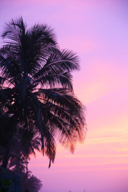 sunset pink sky palmtrees palomino