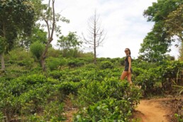 hiking ella rock tea plantation sri lanka