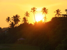 sunset talalla beach palmtrees sri lanka