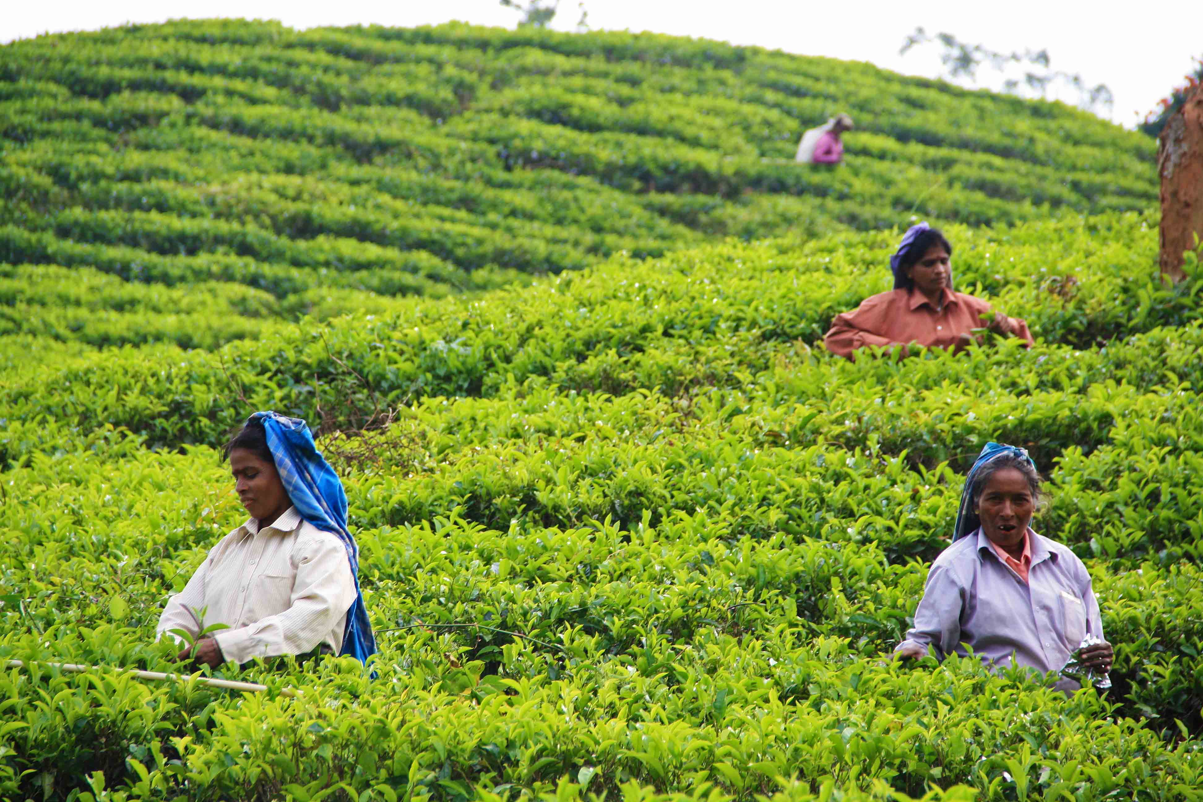 Шри ланка специализация. Горы чайные плантации Шри Ланка.