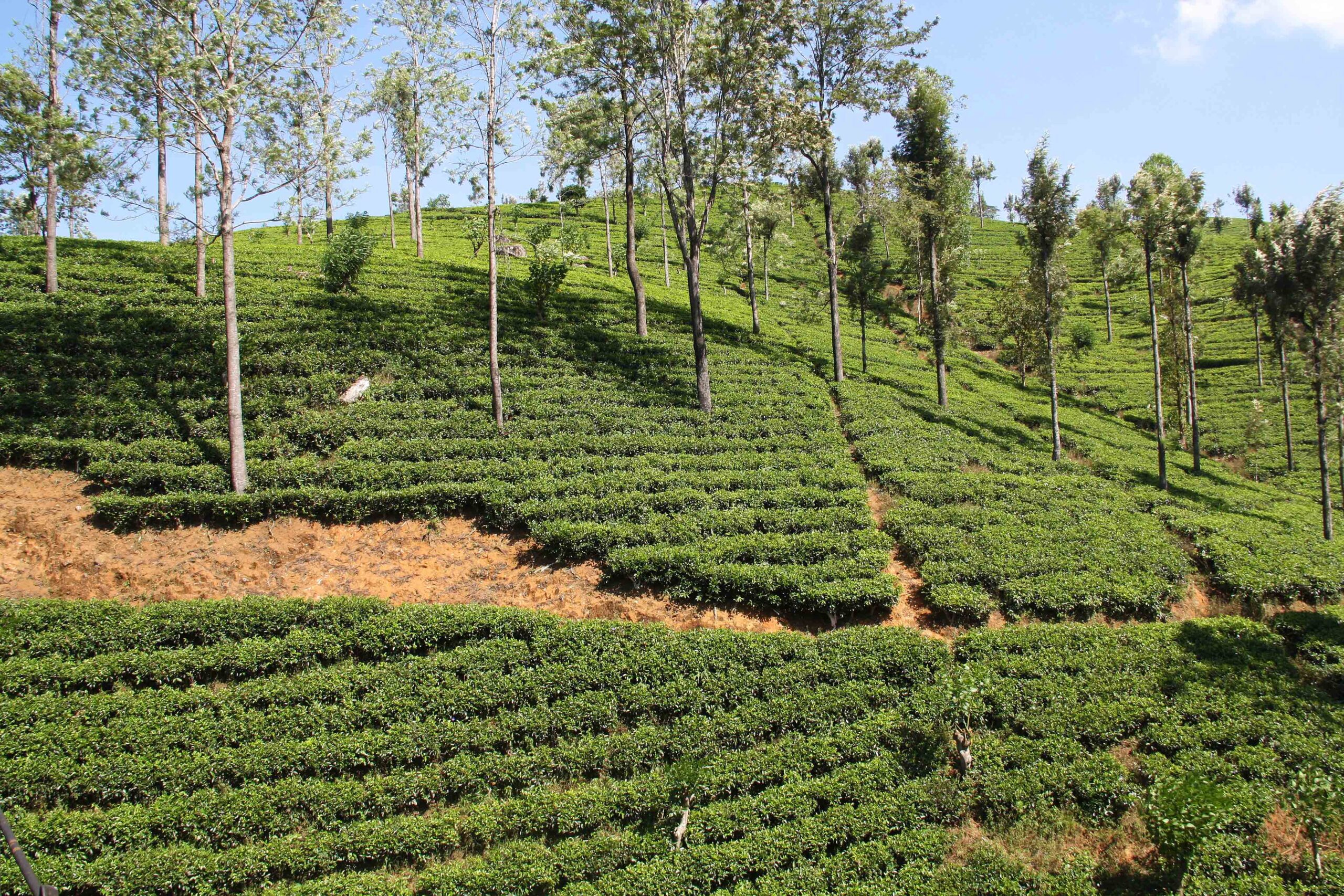 visit tea plantation ella