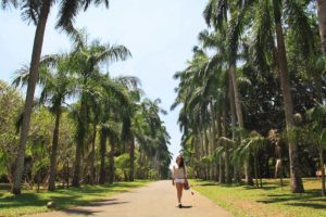 botanical gardens palmtree lane kandy sri lanka