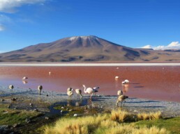 laguna colorado salt flats tour uyuni bolivia