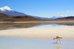 reflection flamingo salt flats tour uyuni bolivia