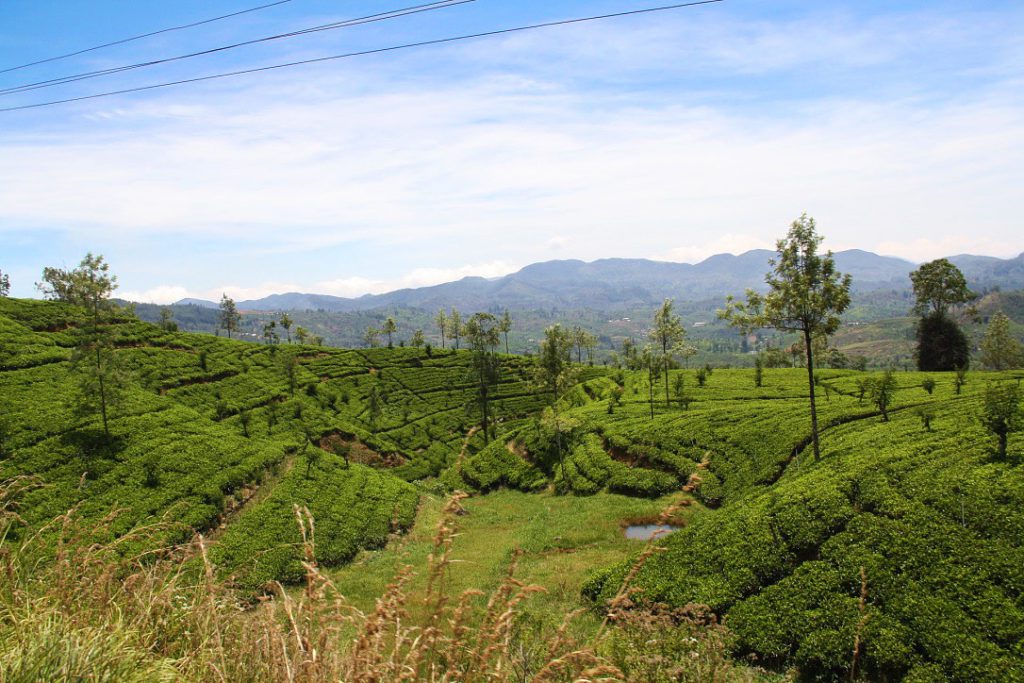 A Sri Lankan highlight: the train from Kandy to Ella - Mokum Surf Club