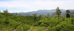 tea plantations view train kandy ella sri lanka