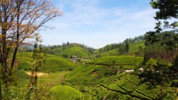 train view kandy ella tea plantations sri lanka