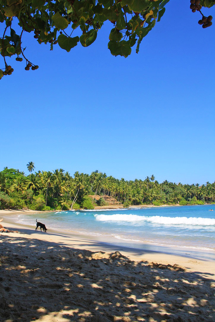 hiriketiya bay beach view ocean palmtrees dog sri lanka