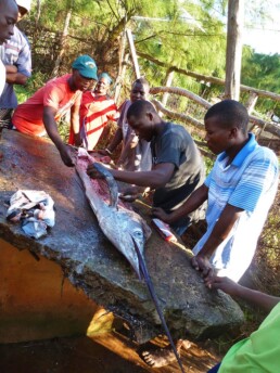 Marlin catch of fishermen in Ponta do Ouro mozambique