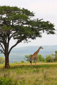 giraffe addo elephant park jeffreys bay surf destinations south africa