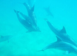 Dolphin centre in Ponta do Ouro ocean mozambique